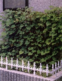 植栽の選び方について つる性植物をつかおう